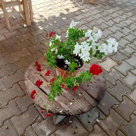 Assos Gunoven Cuisine & Butik