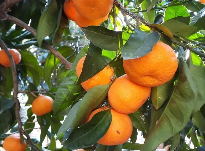 Assos Gunoven Cuisine & Butik *