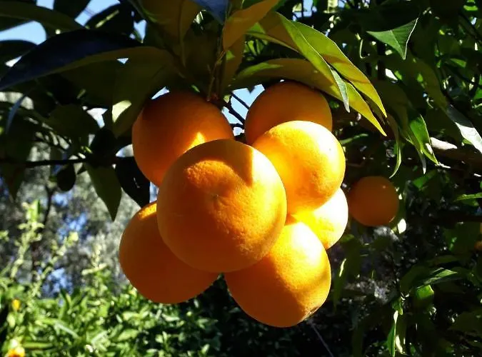 Assos Gunoven Cuisine & Butik Campeggio